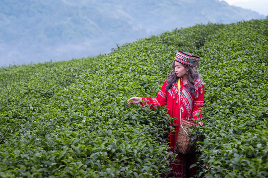 Asia worker farmer women were picking tea leaves for traditions in the sunrise morning at tea plantation nature, Thailand. Lifestyle Concept
