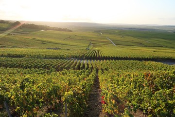 Fototapeta na wymiar Panorama sur le vignoble champenois de la montagne de Reims, à Verzenay, en Champagne Ardenne (France)