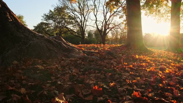 Golden autumn fall October in famous Munich relax place - Englishgarten. English garden with fallen leaves. Munchen, Bavaria, Germany