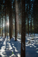 magical falling snow in the winter forest, sunlight shines through tree trunks