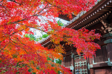 京都　清凉寺（せいりょうじ）の多宝塔と紅葉　