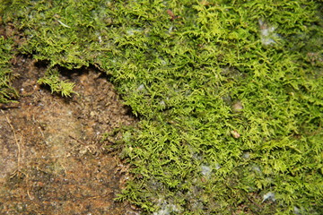 Green Moss