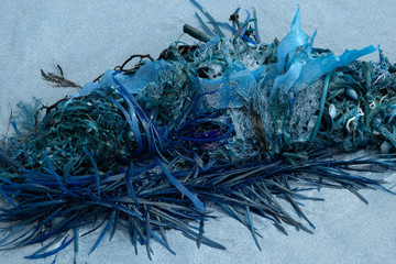 Marine coral seaweed with blue colours