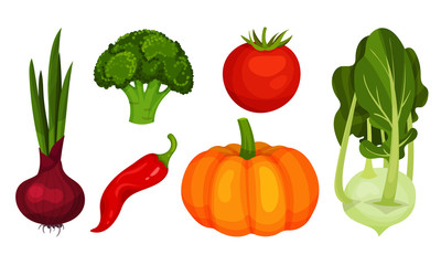 Fresh Vegetables Isolated on White Background Vector Set