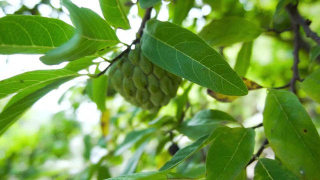 sugar apple or sweetsop as well as a custard apple, especially in India and Australia (custard apple also refers to Annona reticulata, a closely related species). It is also called sitafal.