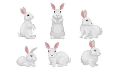 White Fluffy Rabbit in Different Poses Vector Set