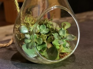 décoration végétale - plante en bulle de verre