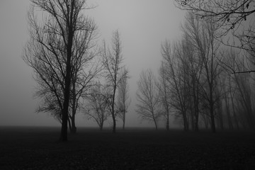 Alberi nella nebbia