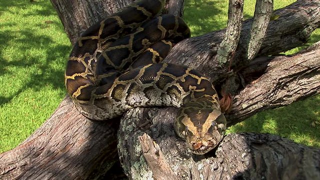 A huge python snake rests coiled up on a tree branch in the sun