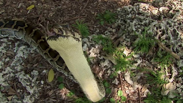A gigantic snake lifts its head up from the ground and flutters its tongue in the air trying to smell