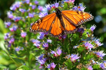 orange butterfly on flower