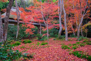 京都　嵯峨野　祇王寺の紅葉　