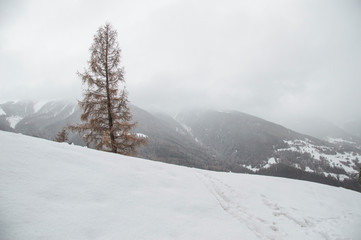 Obraz premium Schneelandschaft