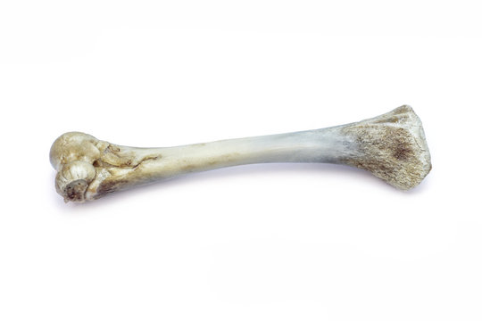 Top view of a chicken bone isolated on white background, skull isolated on white background
