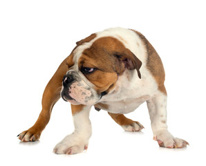 Obraz premium american bully in studio