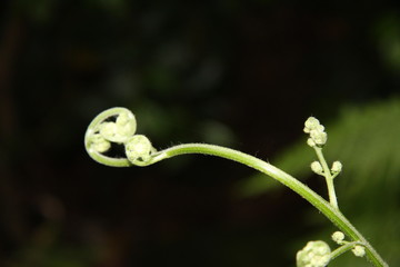 Native Flowers