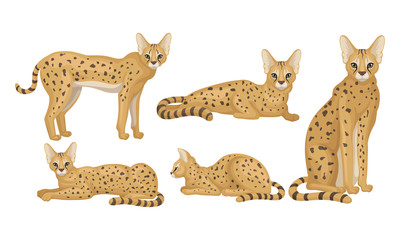 Spotted Cheetah in Standing and Sitting Pose Vector Illustrations Set