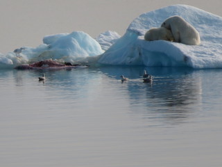 Fototapeta premium Polar Bear at the North Pole