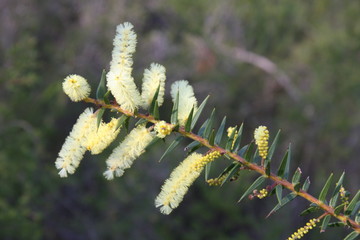 Native Flowers