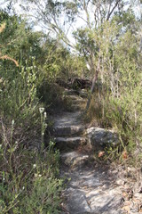 Fototapeta na wymiar Walking track in the bush