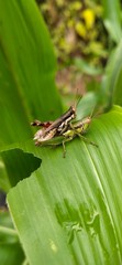 grasshopper on leaf