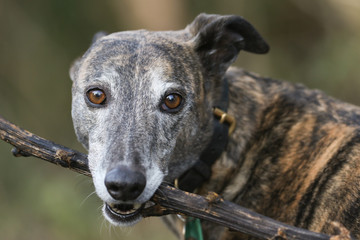 A cute head shot of a magnificent brindle coloured Greyhound, canis lupus familiaris, holding a stick in its mouth.