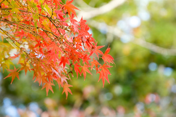 background autumn leaves in Japan