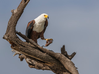 African Fish Eagle. Just bold and beautiful. Lake Baringo, Kenya.
