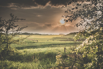 landscape with wheat field and blue sky