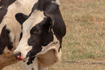 Cow injure at on the nose bleeding get an accident.