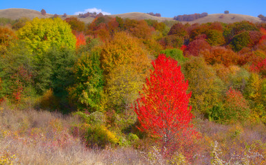 Color autumn forest tree canopy