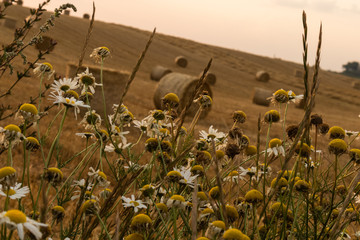 field of sunflowers
