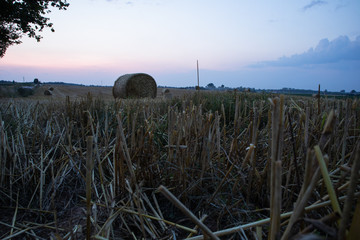 sunset over wheat field