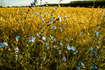 field of yellow flowers