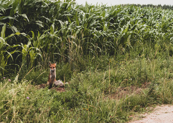 farmer working in the field
