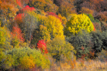 Color autumn forest tree canopy
