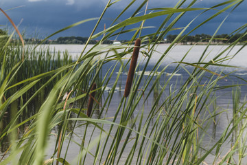 rice field in thailand