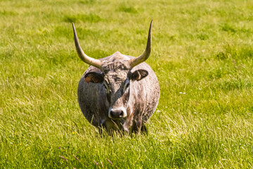 Maremmarind mit gebogenen Hörnern