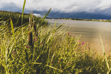 reeds in lake
