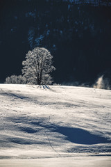 Baum auf einem verschneiten Hügel mit Schneewehen im gegenlicht