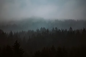 Glasbilder Wald im Nebel Wald