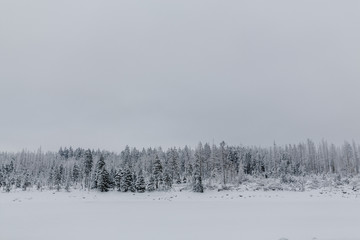 Snow Landscape