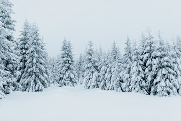 Snow Landscape