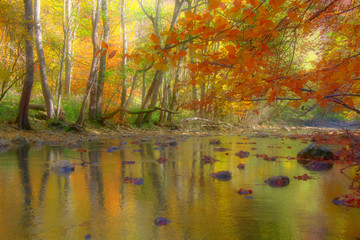Autumn colored creek side trees