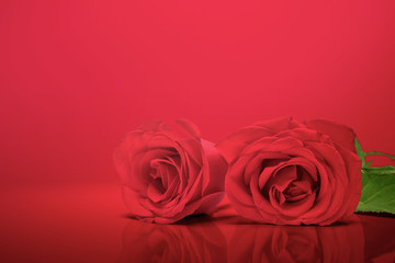 Red roses on a red background