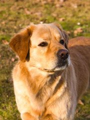 Close-up of a golden fur dog with a proud look