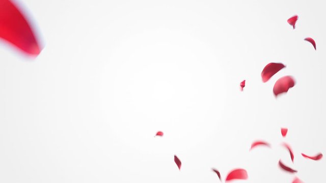 Flower petals explosion. 3D realistic animation of many petals explosion like confetti with alpha matte.