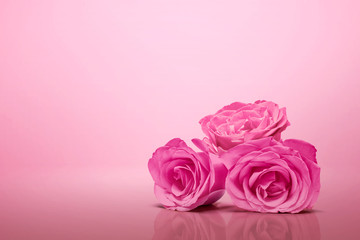 Pink roses on a pink background