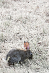 Grey rabbit in natural grassland. Backlit with pink ears.