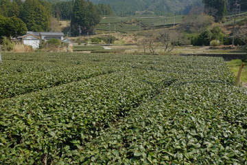 Fototapeta na wymiar お茶畑